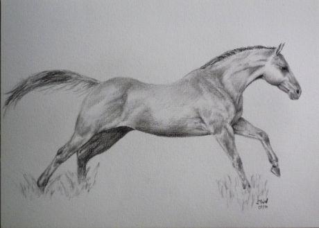 Galoppierendes Pferd - Bewegungsstudie - Sabrina  Thiel -  auf  -  - Array