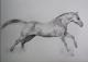 Galoppierendes Pferd - Bewegungsstudie - Sabrina  Thiel -  auf  -  - Fotorealismus