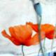 ---mohn - CORINA SCHUBERT - Mischtechnik auf Leinwand - Blumen-Mohn - 