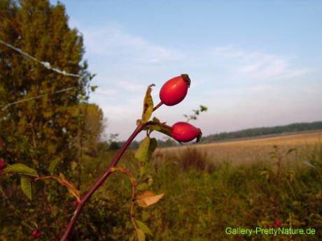 Hagebutte - Petra PStarosky -  auf  - Array - 