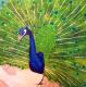 Pfau - Sabrina Pleiner - Acryl auf Leinwand - Sonstiges - 