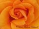 Rose -  Anne Schmidt -  auf  - Sonstiges - 