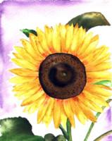 Sunflower 8 -Lutz Erler- - Lutz Erler - Array auf Array - Array - 