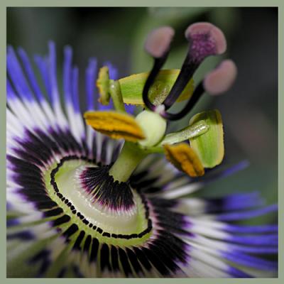 passiflora - Christine Gross -  auf  - Array - 