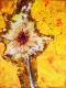 Pusteblume - Agnes agabea - Mischtechnik auf Leinwand - Blumen-Wiese - Abstrakt