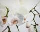 Opulente Orchidee - dunjate Kunst in Acryl - Acryl auf Leinwand - Blumen - Fotorealismus