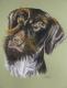 Jagdhund, Portrait in Pastell - Gaby Lukas - Pastell auf Papier - Hunde - 