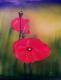 2x Mohn - Klaus Scholl - Acryl auf Leinwand -  - 