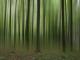 Mystic Wood #3 - Michael GuntenhÃ¶ner - DigitaleKunst auf  - Abstrakt-Fantastisch-Mystik-BÃ¤ume-Wald - 