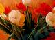 Tulpen - wolfgang klimek - - auf  - Stillleben - 