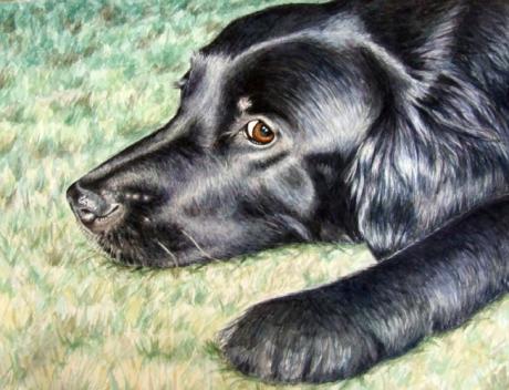 Flat Coated Retriever - Nicole Zeug - Array auf Array - Array - Array