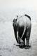 Dirty Harry - dunjate Kunst in Acryl - Acryl auf Leinwand - Elefanten - Fotorealismus