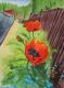 Klatschmohn am Zaun - Egon Rathke - Aquarell auf  - Mohn - 