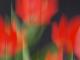 Tulpenrot - Walter J. Pilsak -  auf  - Abstrakt-Blumen - 