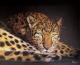 Leopard - Jacqueline Scheib - Kreide-Pastell auf Papier - Raubkatzen - 