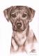 Rhodesian Ridgeback - Nicole Zeug - Kohle auf  - Hunde - 