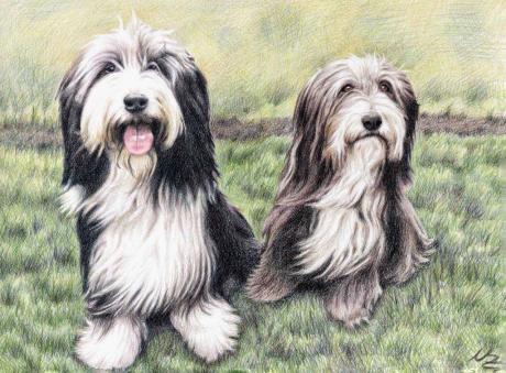 Bearded Collies - Nicole Zeug - Array auf  - Array - 