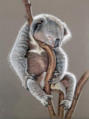 Koala Sleep - Nicole Zeug -  auf  - Array - Array