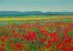 Mohn.Felder.Berge - Fred Hahn - Ãl auf Nessel - Berge-Himmel-Wald-Wiese-Sommer - GegenstÃ¤ndlich