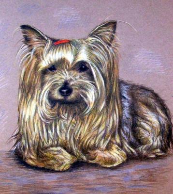 Yorkshire Terrier - Nicole Zeug -  auf  - Array - 