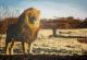 Mufasa - dunjate Kunst in Acryl - Acryl auf Leinwand - Raubkatzen - Fotorealismus